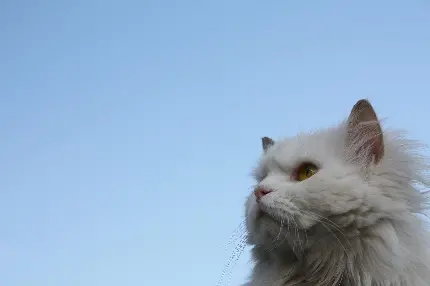 تصویر زمینه Full HD گربه پرشین سفید زیر آسمان