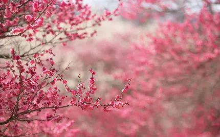 دانلود عکس حرفه ای شکوفه بهاری زیبا HD با زمینه مات 