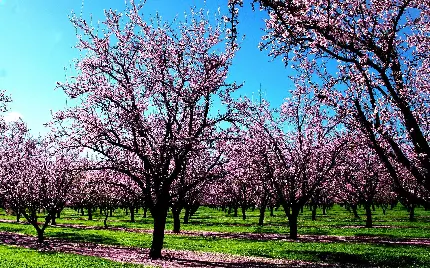 پروفایل ناب درختان پرشکوفه صورتی برای زیباپسندان