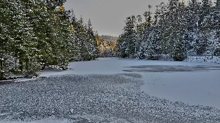 عکس پروفایل طبیعت شگرف زمستان با درختان کاج برفی