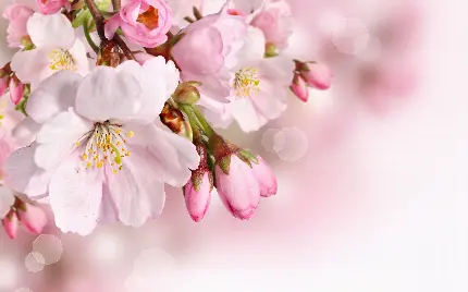عکس شکوفه بهاری زیبا جهت طراحی کارت پستال تبریک