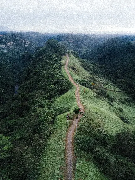 تصویر جاده جنگلی دیدنی سرسبز در بالی در کیفیت 4k