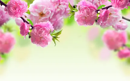 عکس شکوفه های درخت در بهار