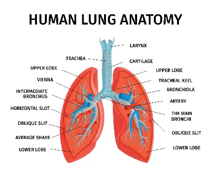 عکس آناتومی ریه و دستگاه تنفسی انسان با کیفیت بالا