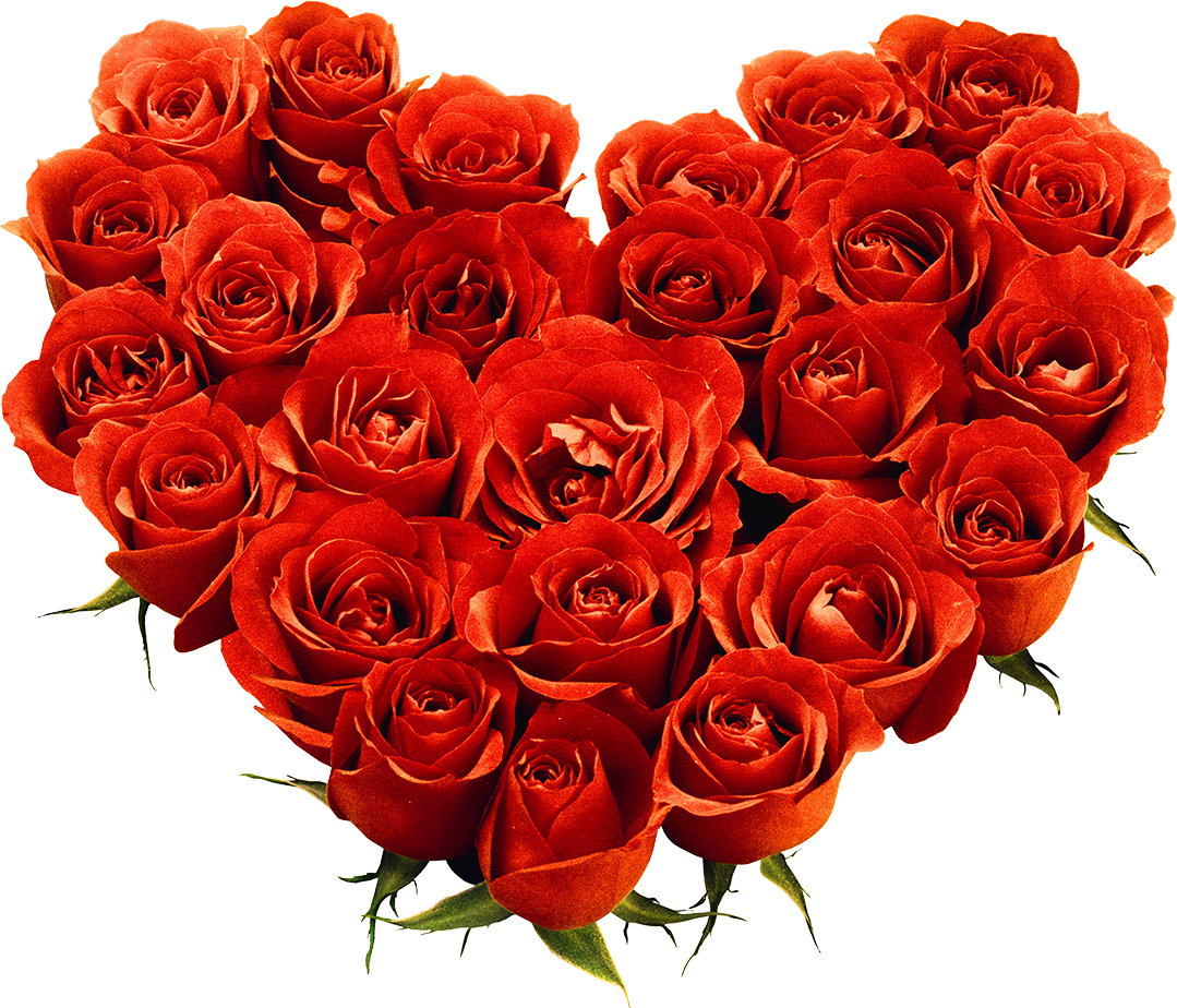 دانلود رایگان png دسته گل قلب شکل قرمز بدون زمینه دانلود رایگان png دسته گل قلب شکل قرمز بدون زمینه