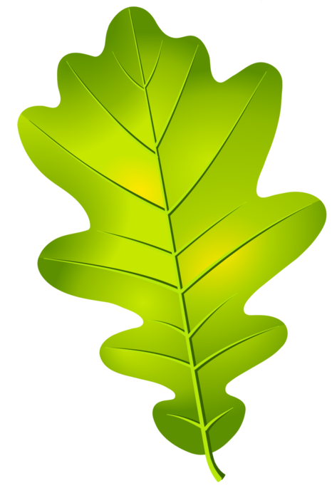 نقاشی دیجیتالی برگ درخت بلوط به رنگ سبز پرطراوت