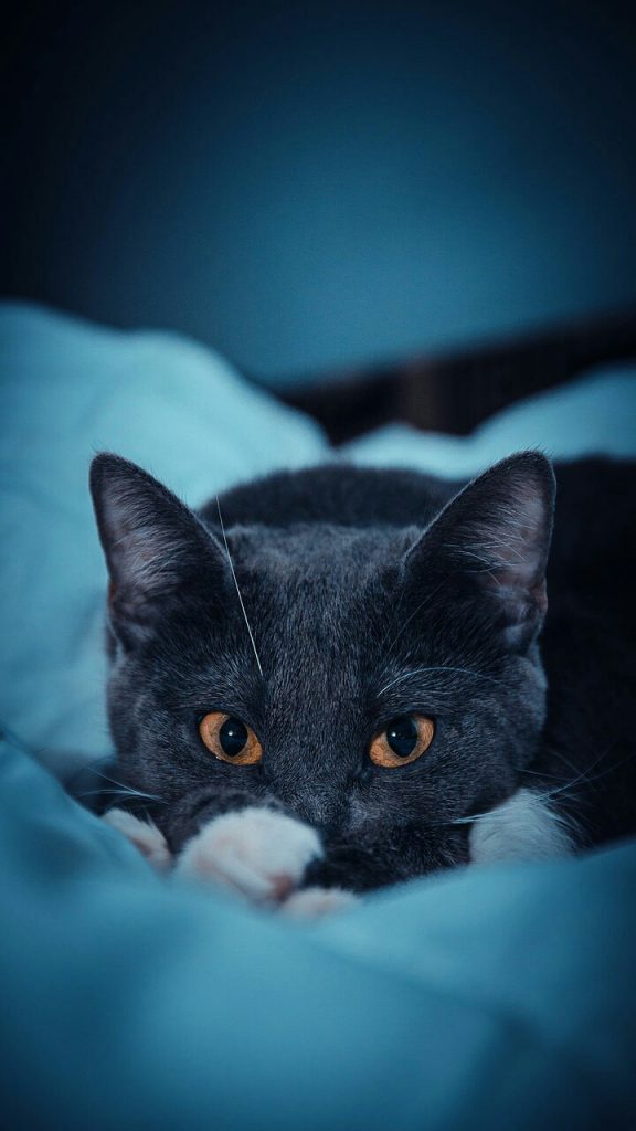 تصویر زمینه خوشگل گربه مشکی کوچک برای گوشی های Full HD
