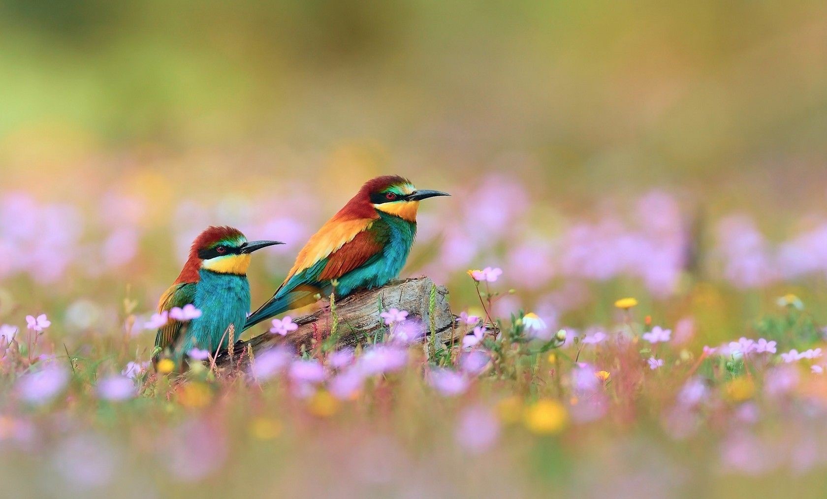 دانلود Wallpaper دو پرنده رنگارنگ ناز در فصل بهار