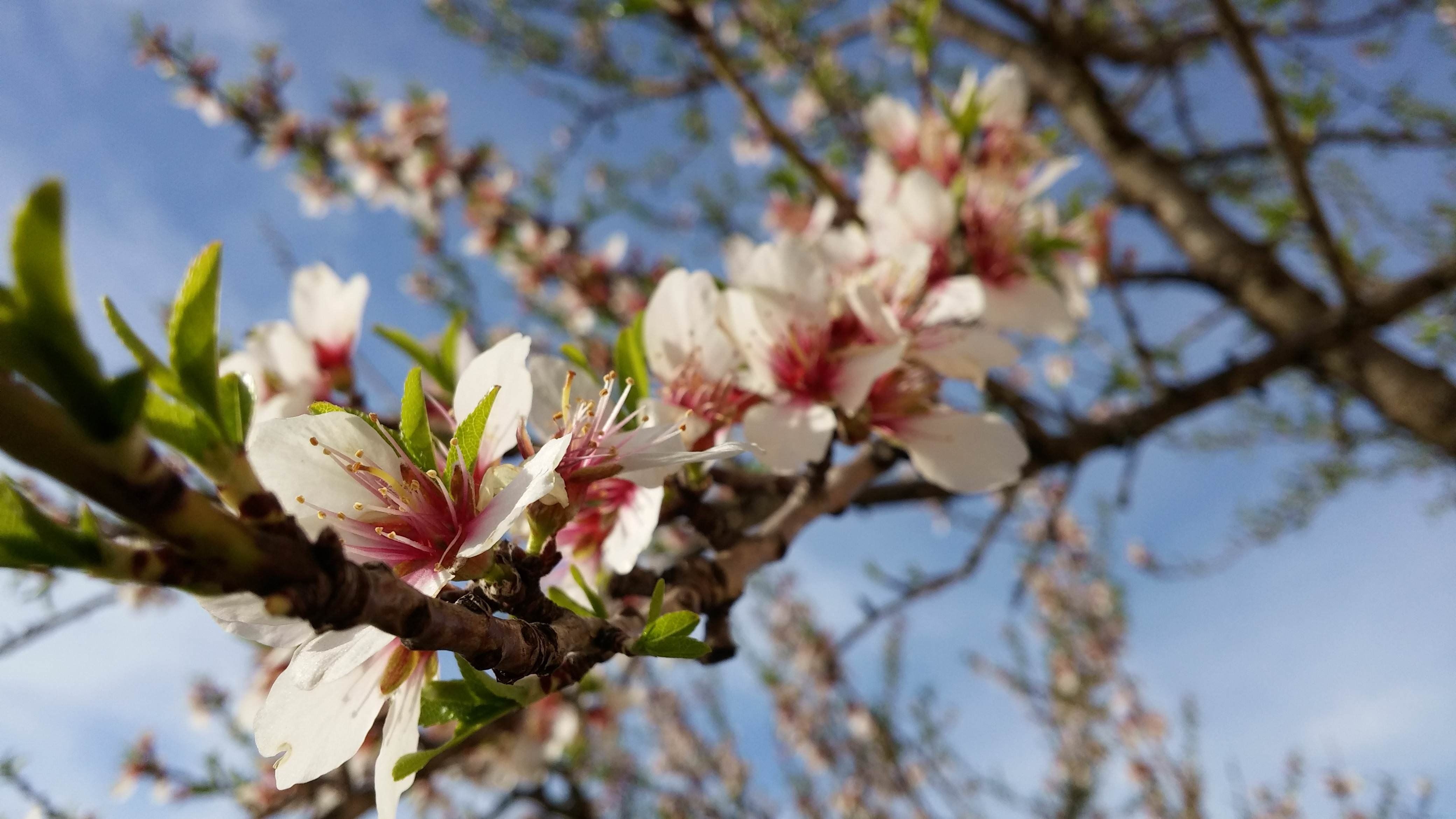 تصویر پروفایل دلنشین شکوفه سفید درخت بادام