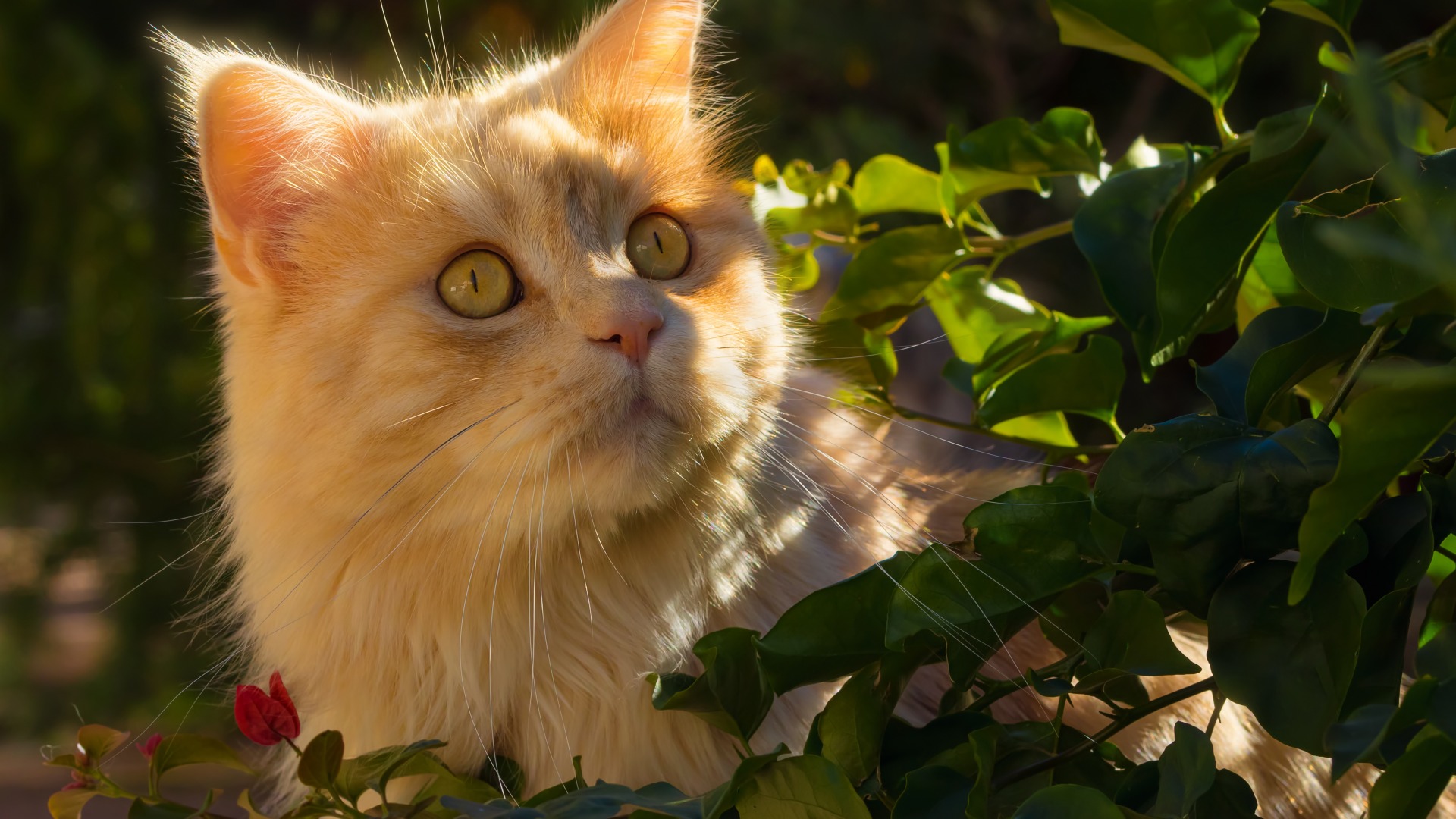 عکس استوک و والپیپر گربه زیبا با چشم های سبز با کیفیت 4k