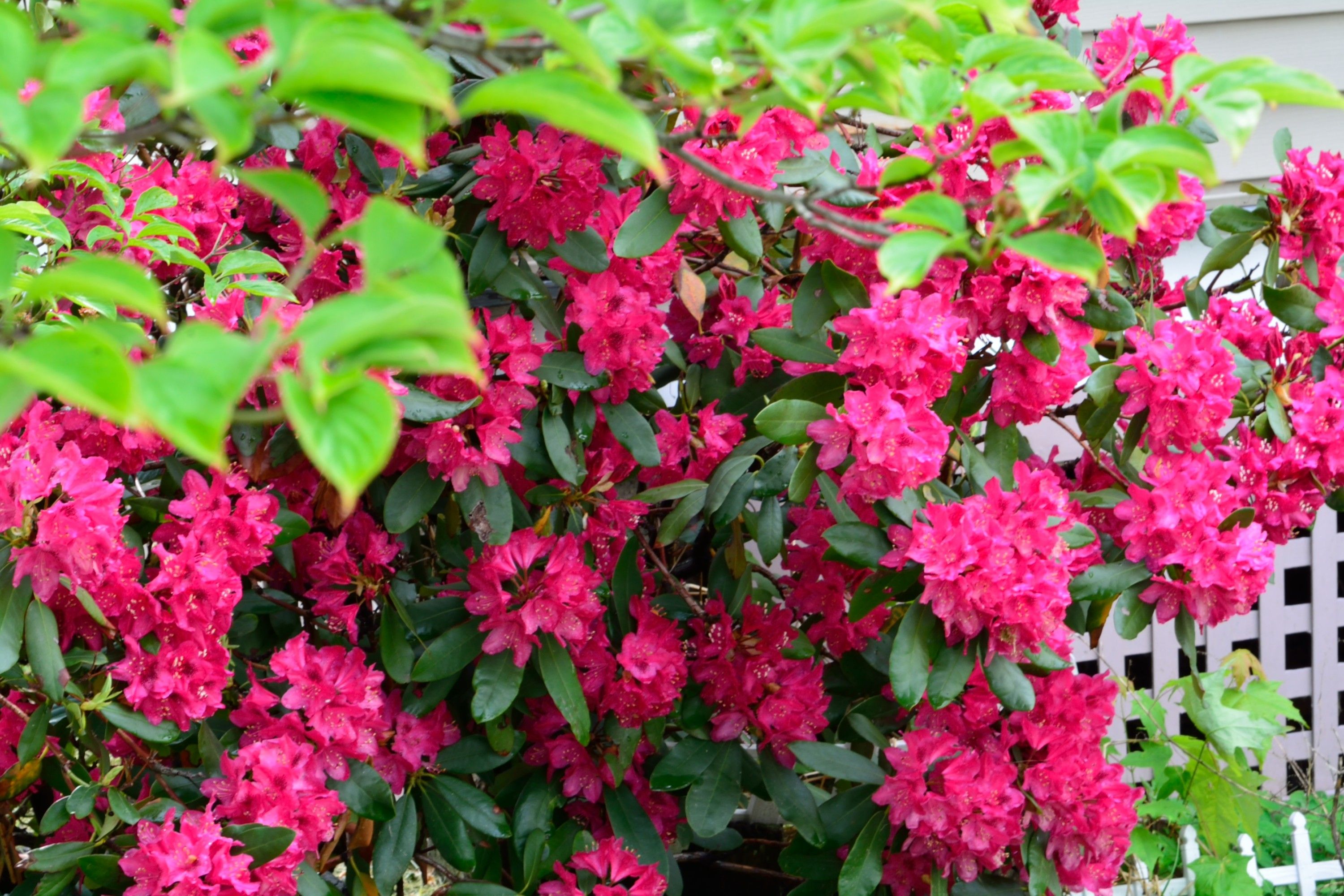 عکس کیوت ترین گل های صورتی رنگ و خوشگل در یک صبح بهاری