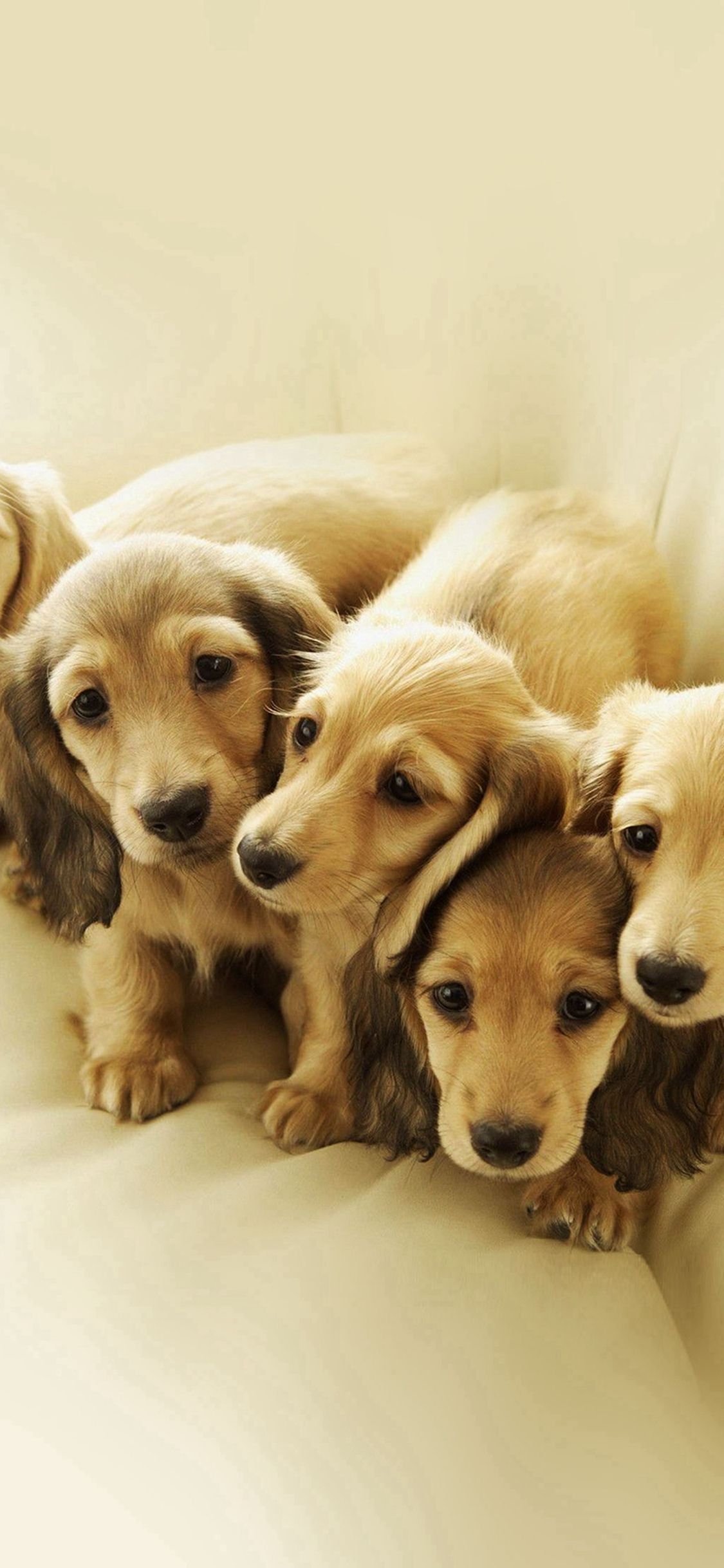 تصویر بچه سگ های خوشگل برای زمینه آیفون اندروید