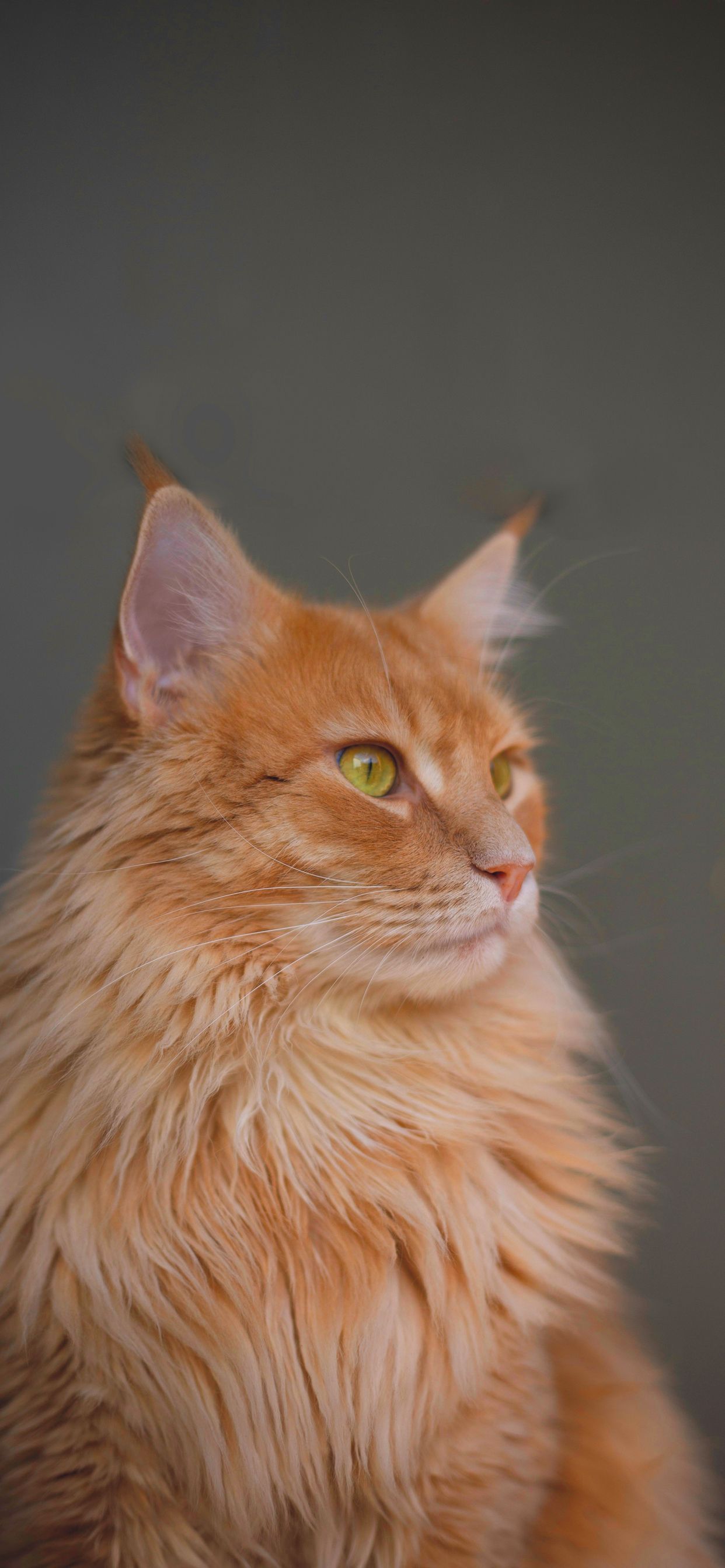 بهترین Wallpaper گربه نارنجی با چشمان باشکوه سبز