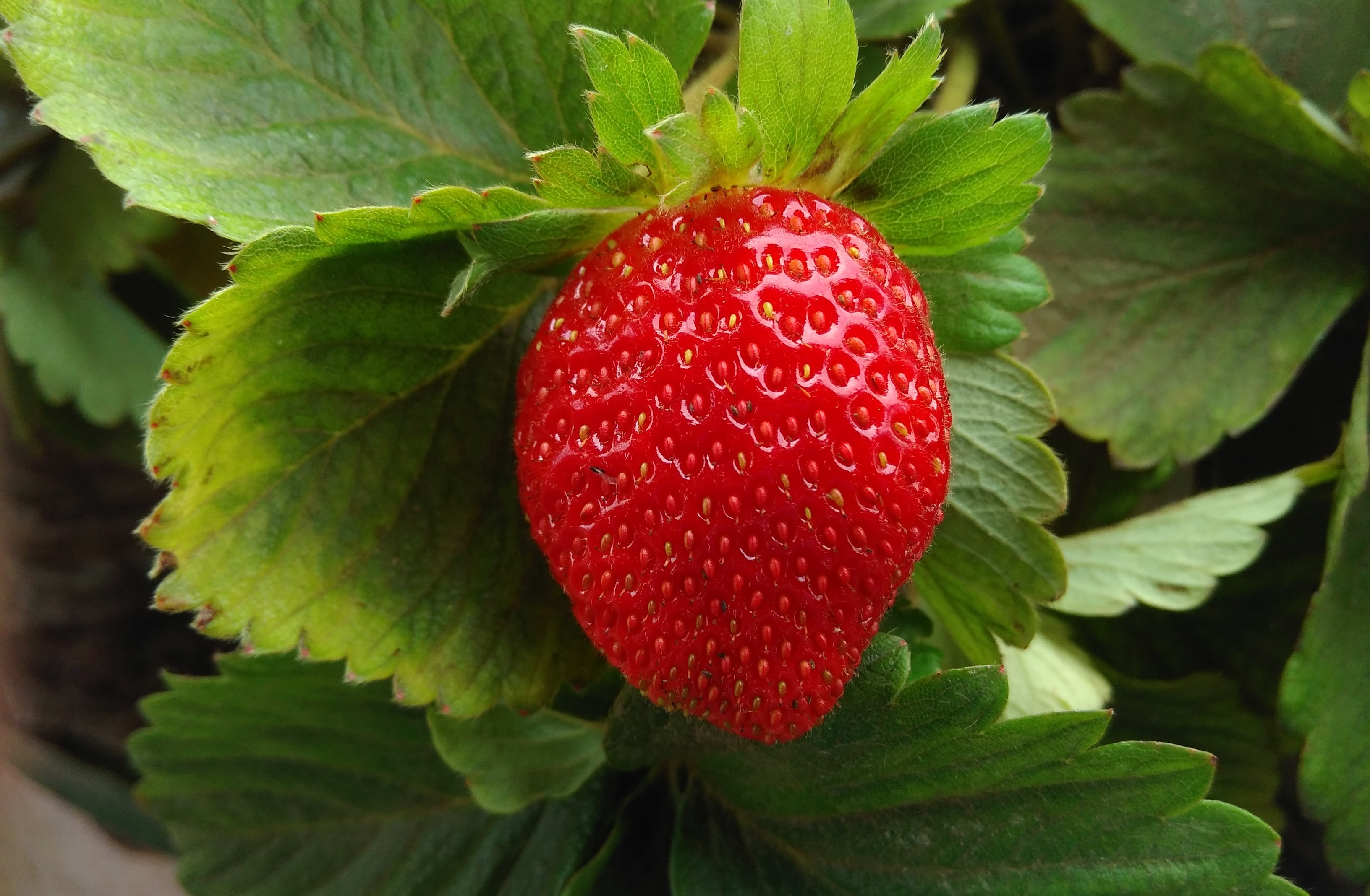 New Strawberry Background For PC And Laptop