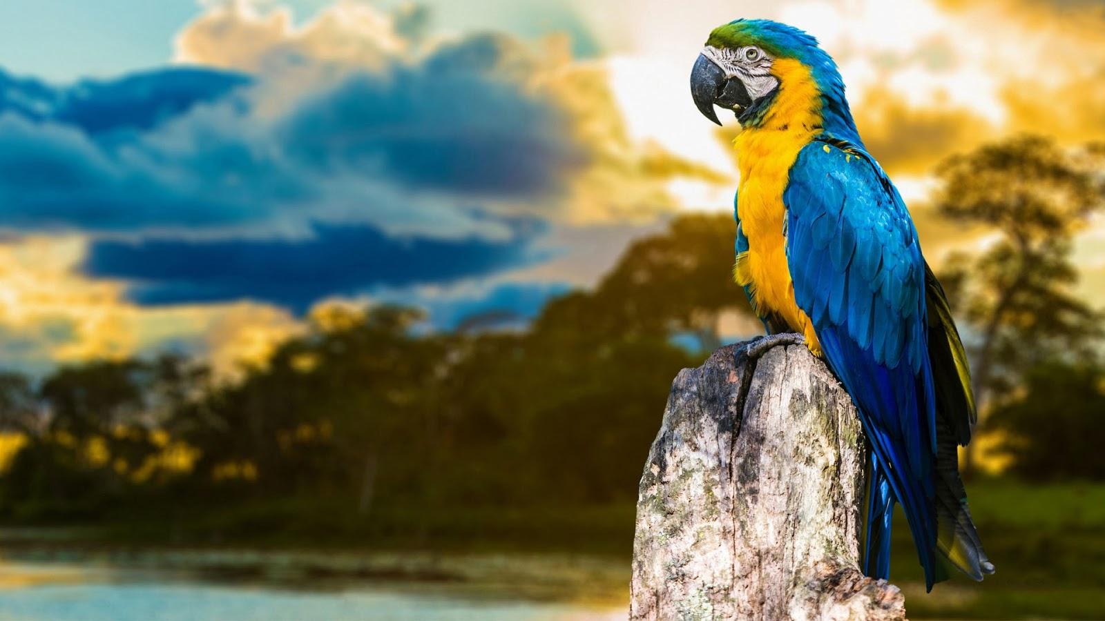 بک گراند طوطی Macaw به رنگ آبی و زرد خوشگل مختص دسکتاپ