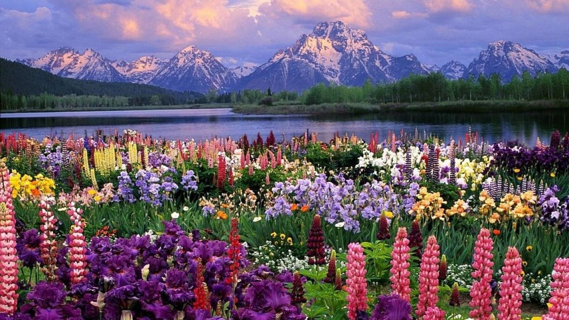 بهترین Background بکر بهاری با طرح گل رنگارنگ