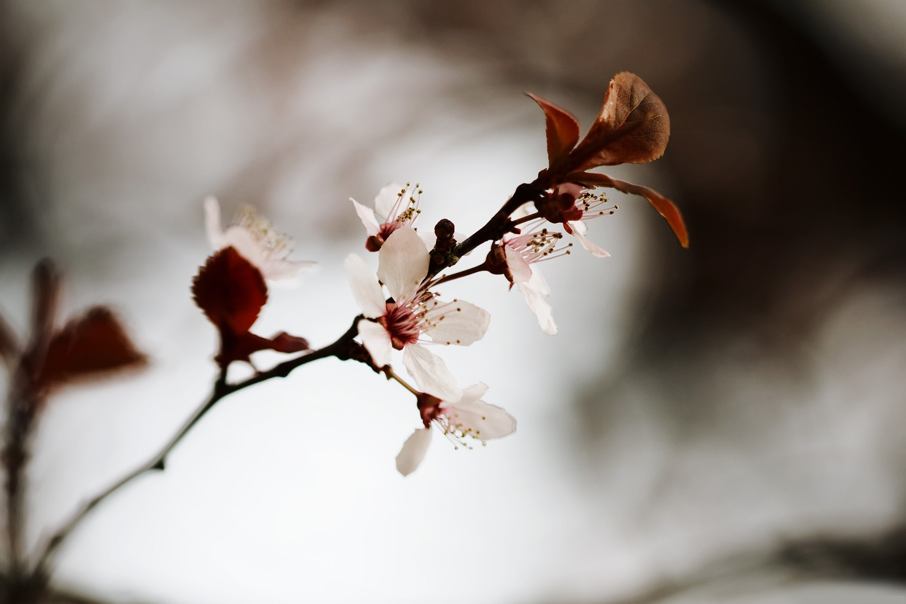 دانلود تصویر استوک شکوفه های درخت گیلاس با کیفیت بالا