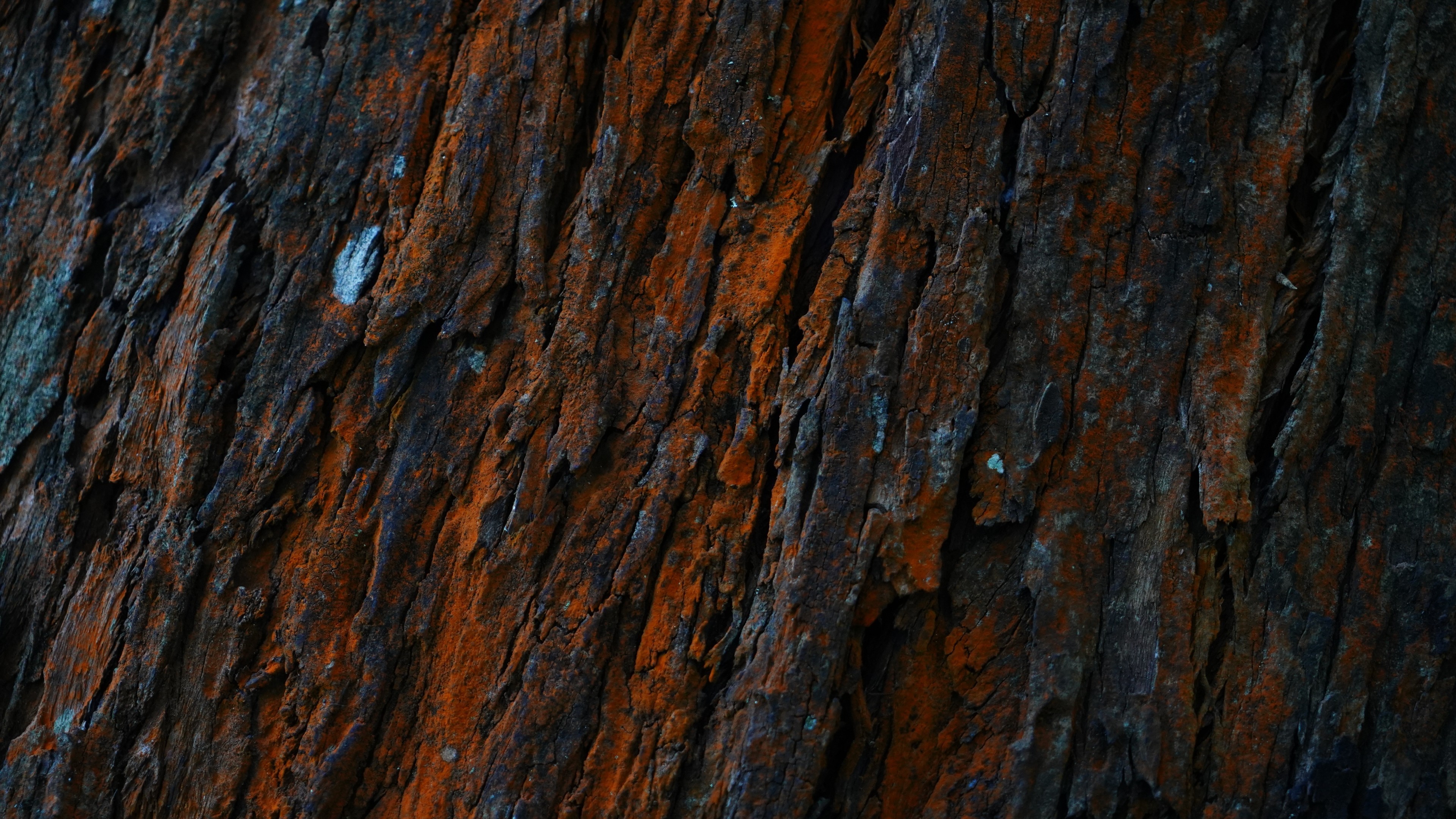 تنه چوبی درخت در یک قاب دلنشین HD برای زمینه