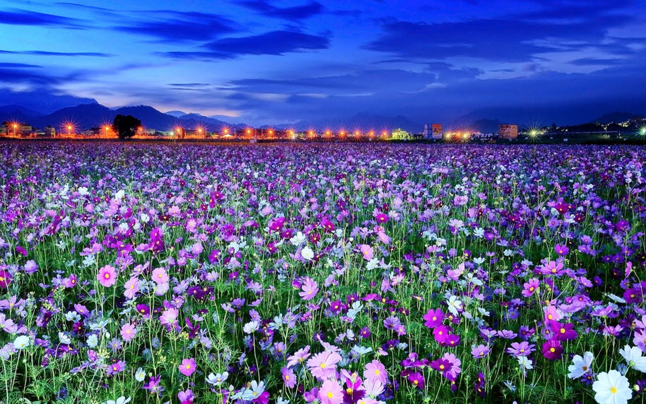 عکس مزرعه گلها در بهار 8K