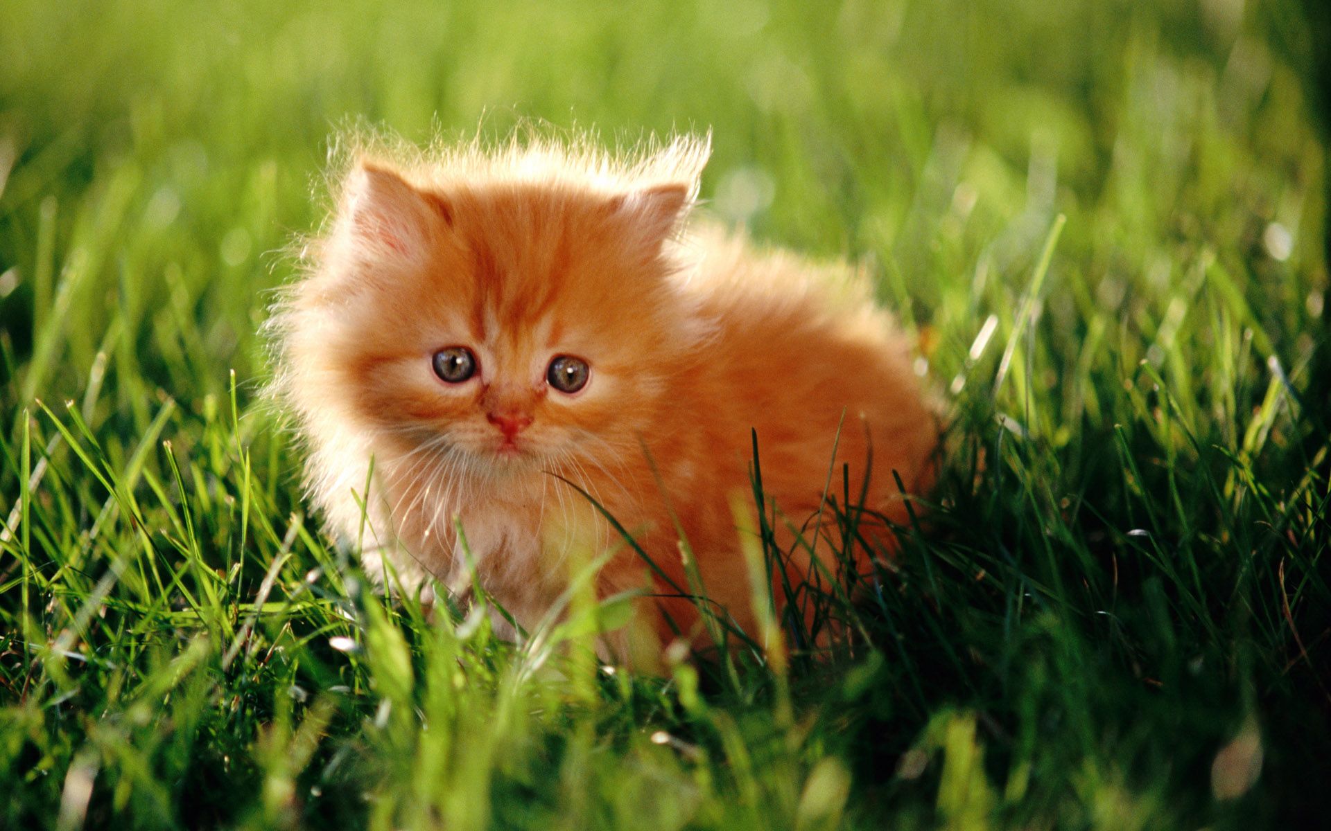 تصویر بامزه بچه گربه ایرانی در طبیعت سبز 1402