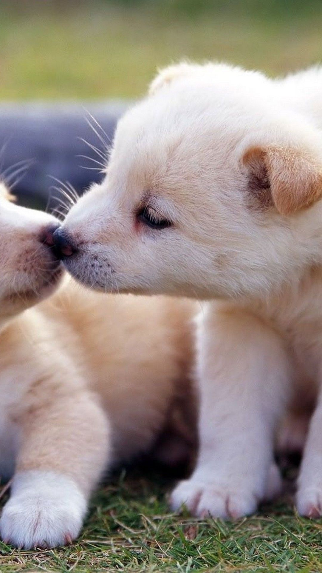 تصویر زمینه عاشقانه بچه سگ های کوچولو برای گوشی