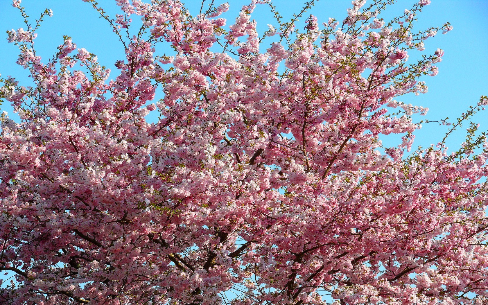 والپیپر nature full hd خوشگل با طرح شکوفه های صورتی رویایی در فصل بهار
