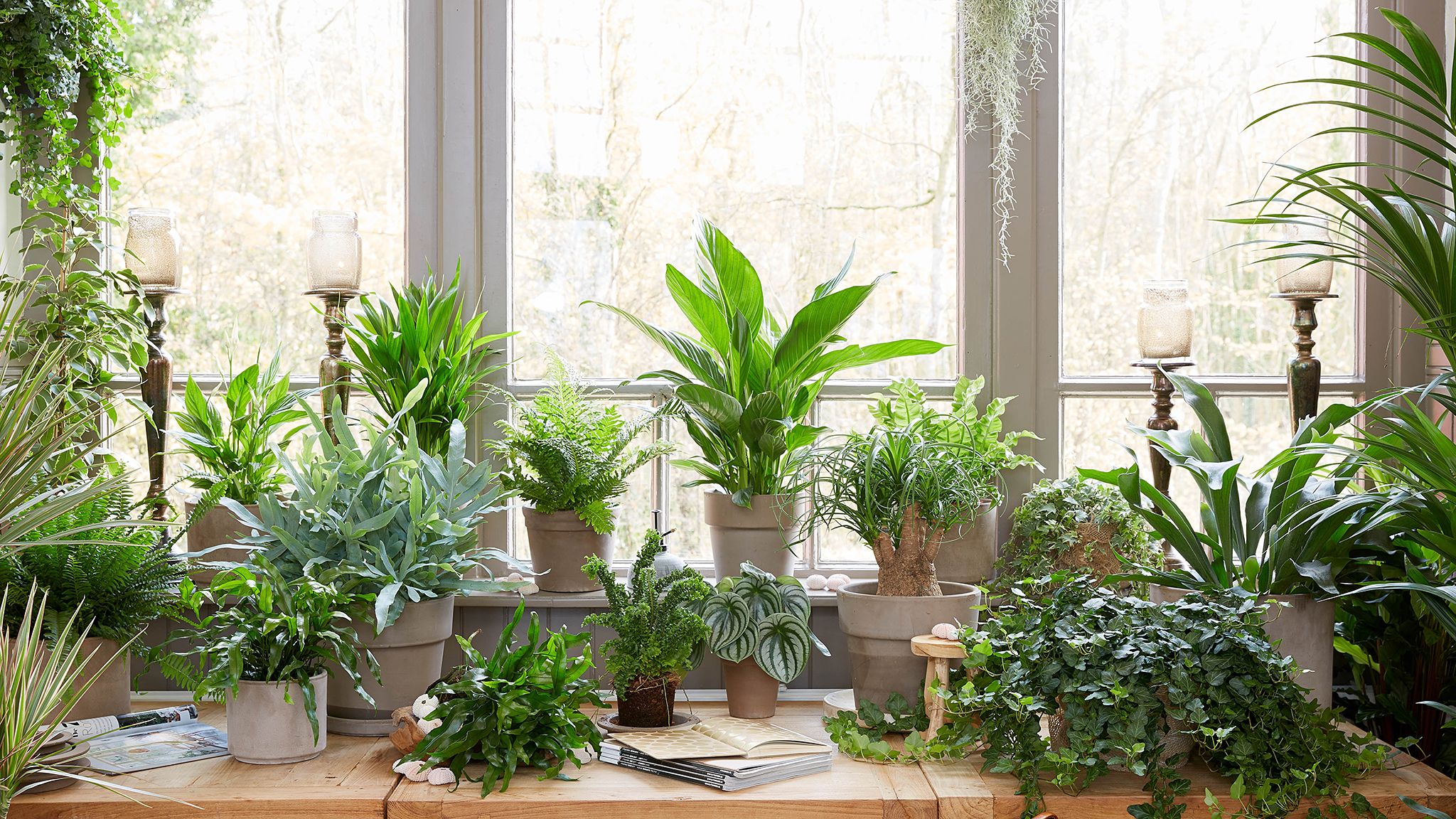 عکس پنچره با نمای گیاهان آپارتمانی