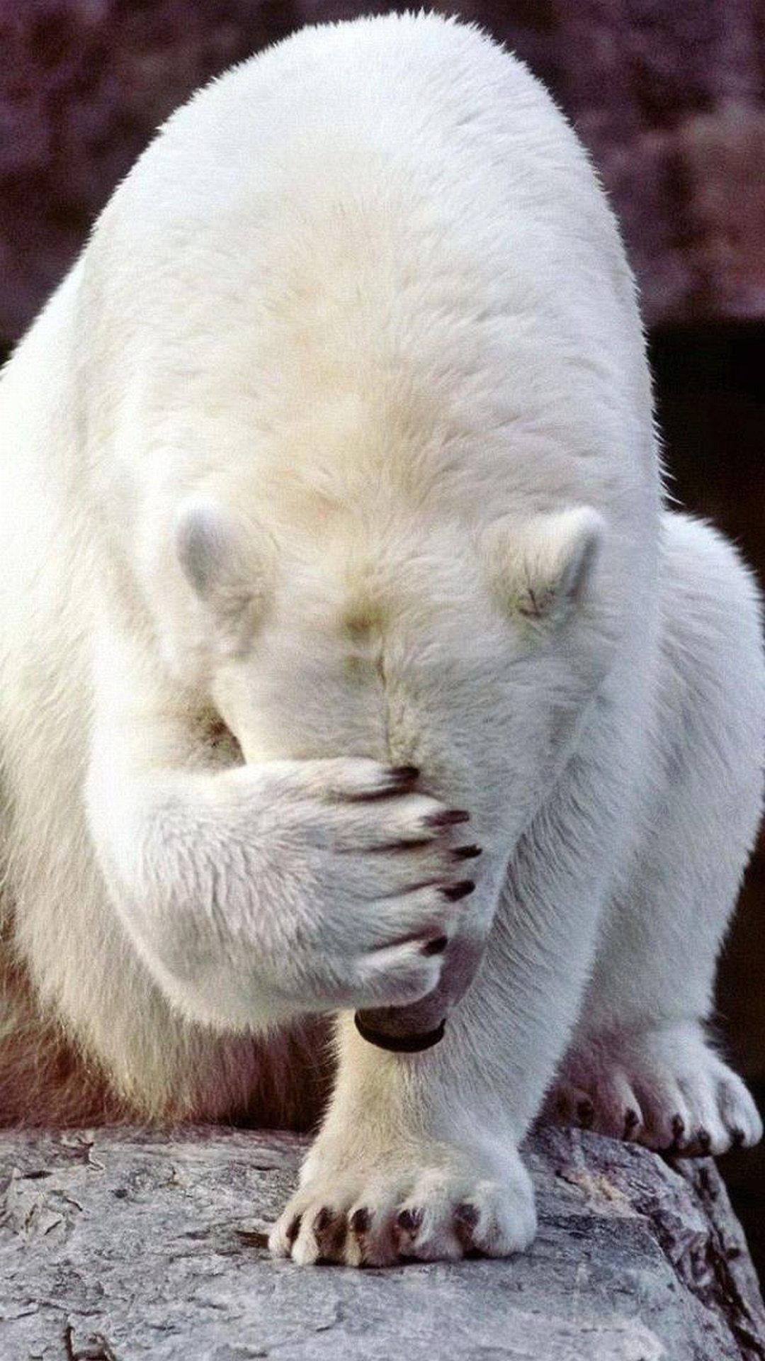 داغ ترین عکس خام خرس قطبی در حال زدن بر سرش برای ساخت میم