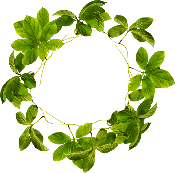 عکس برگ های سبز به شکل حلقه دایره ای دور بریده شده مناسب برای ادیت