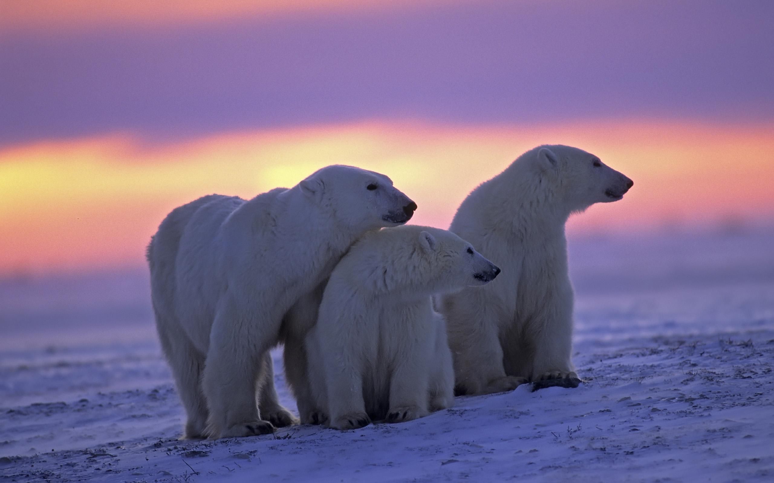 دانلود رایگان Wonderful Wallpaper خرس قطبی در غروب خورشید