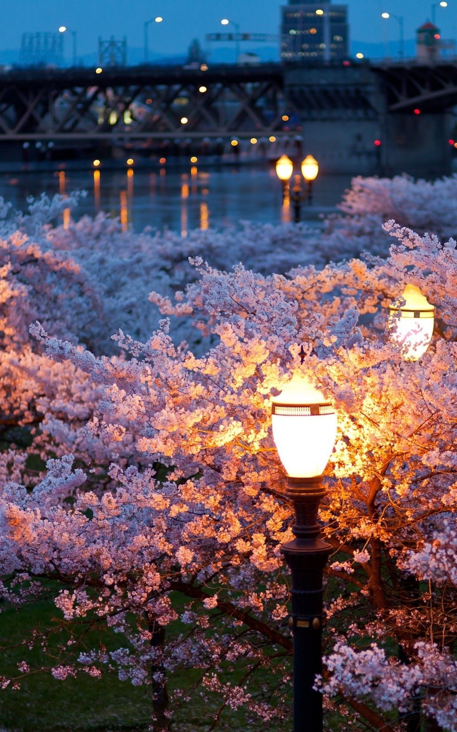 عکس شکوفه های سفید صورتی فصل بهار در شب زیبای خیابان