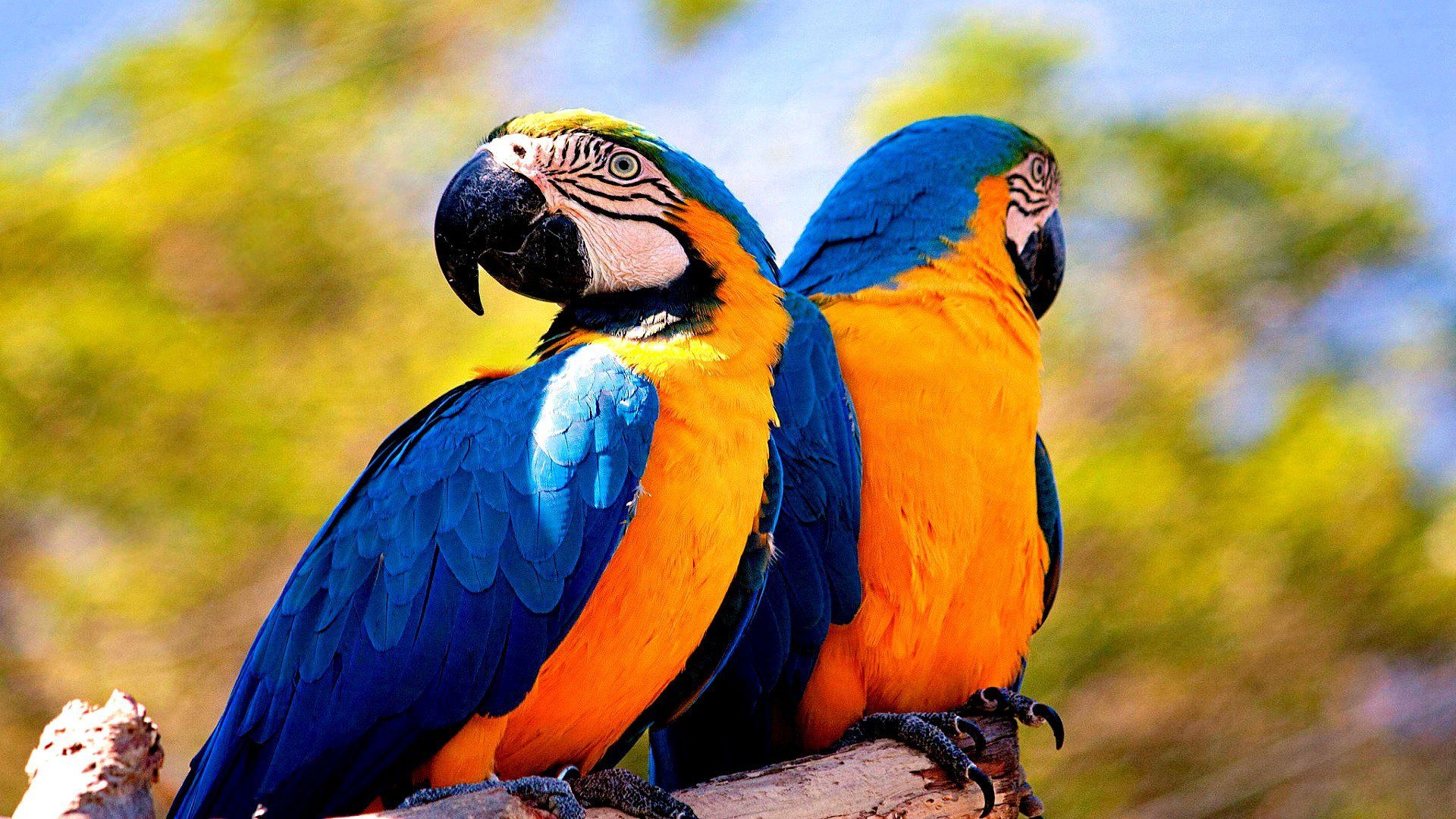 دانلود رایگان عکس عاشقانه از طوطی ماکائو برای علاقمندان حیوانات
