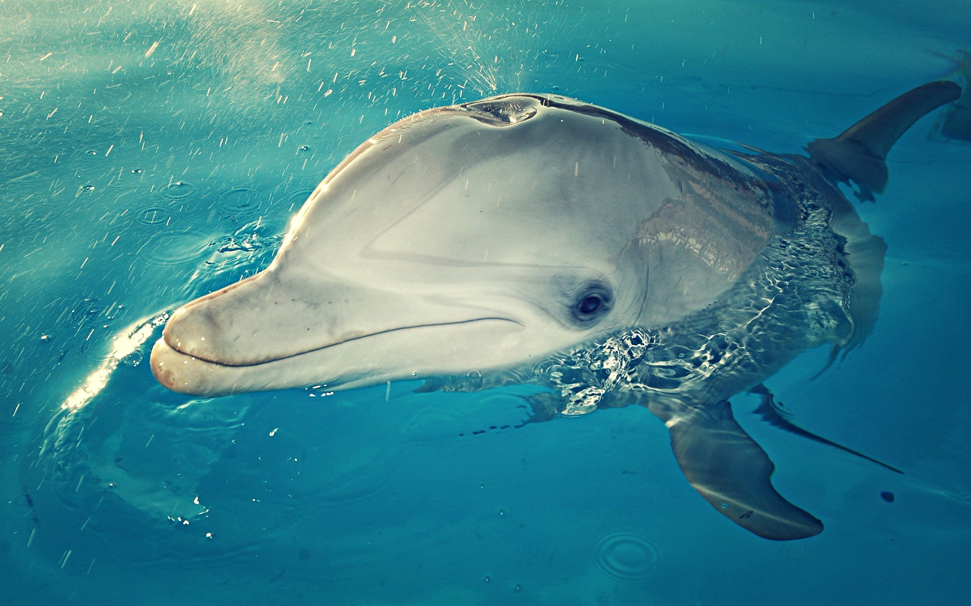 عکس و تصاویر دلفین ها photo gallery of dolphin با کیفیت HD