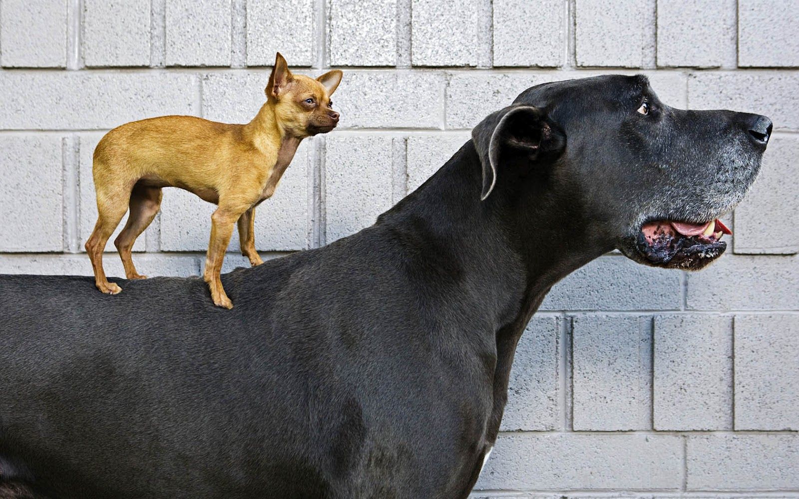 عکس جالب سگ کوچک زیبا روی سگ غول پیکر مشکی
