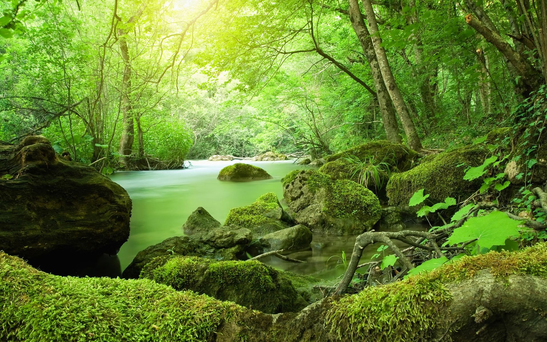 تصویر Full HD رودخانه دلپذیر در جنگل های همیشه سبز