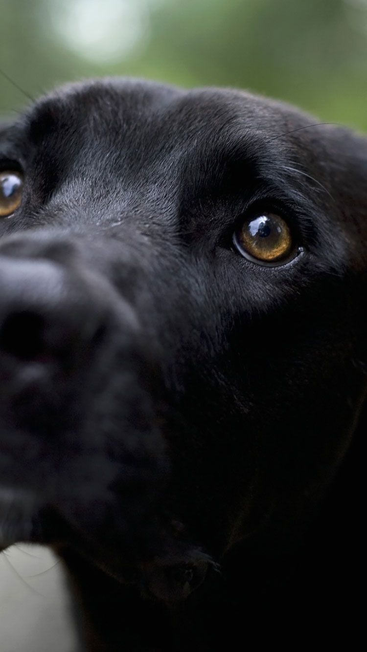 تصویر از نزدیک سگ مشکی زیبا برای زمینه IPHONE