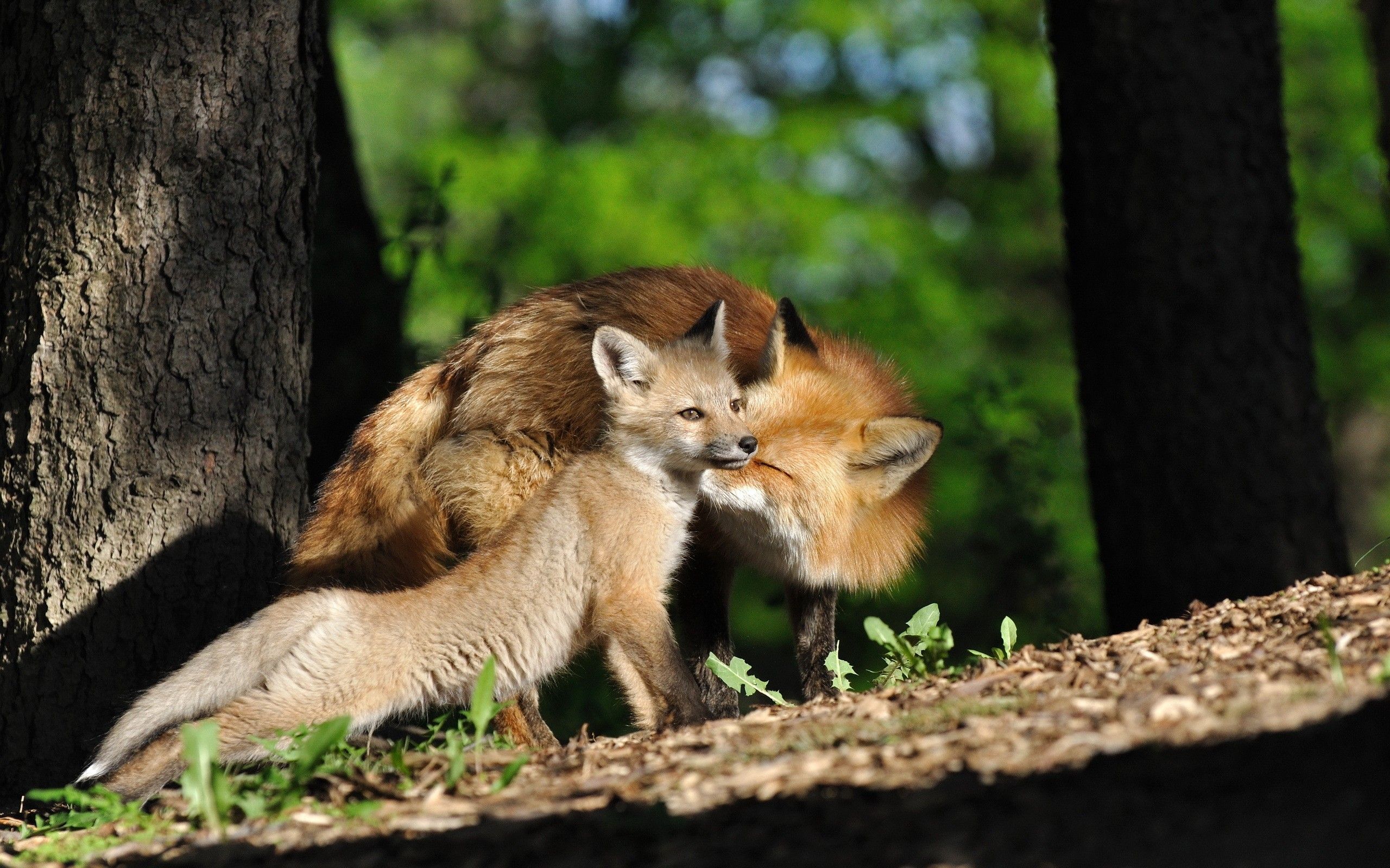 جالب ترین تصویر روباه مادر و بچه در کنار هم