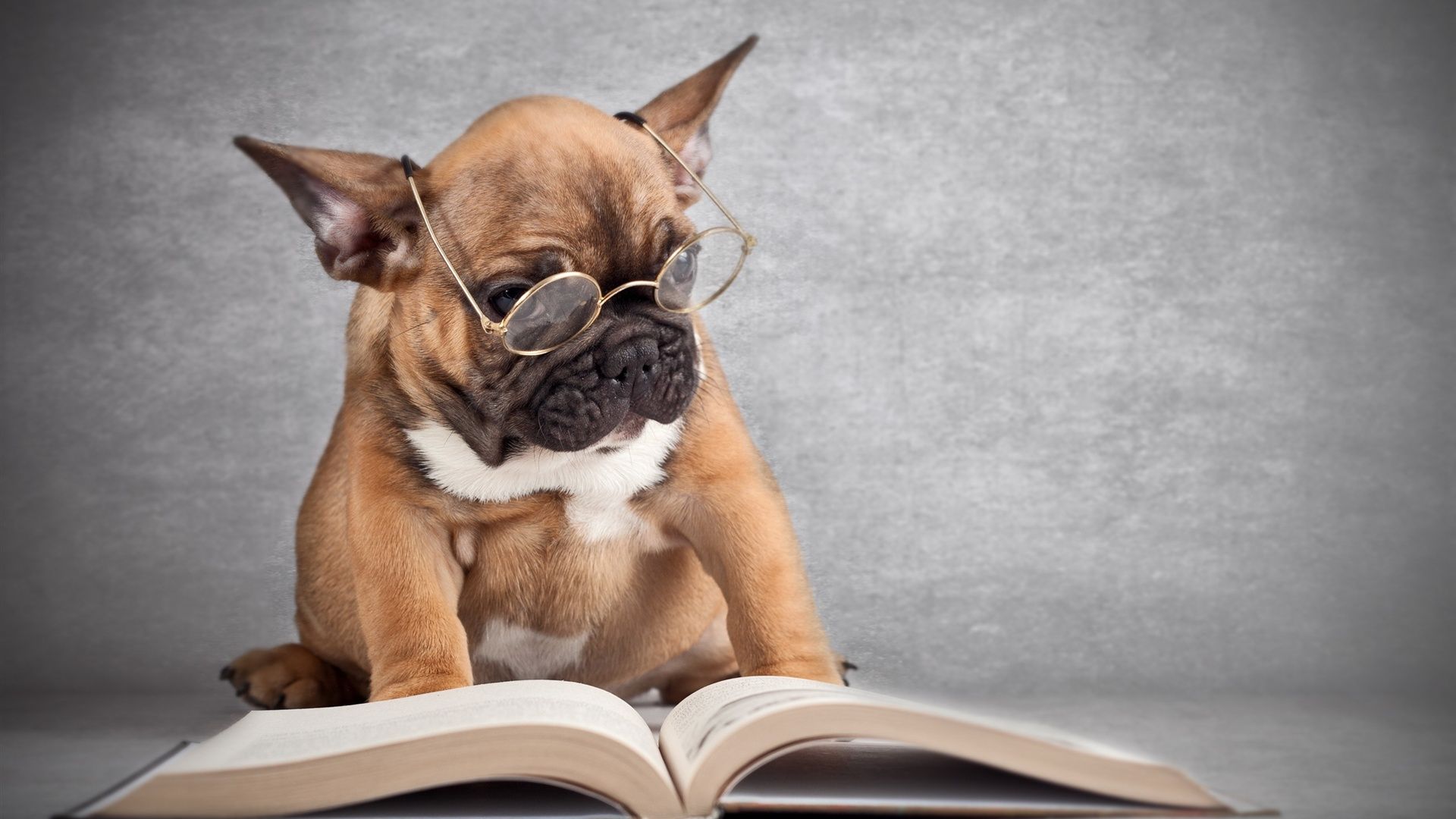عکس بامزه سگ نژاد بولداگ با عینک در حال خواندن کتاب