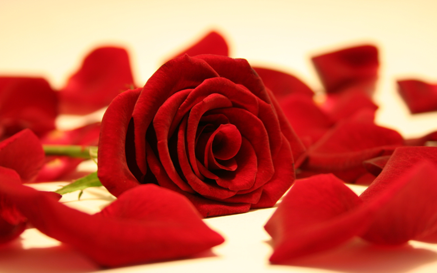 عکس باشکوه گل رز قرمز پر پر شده برای زمینه دسکتاپ