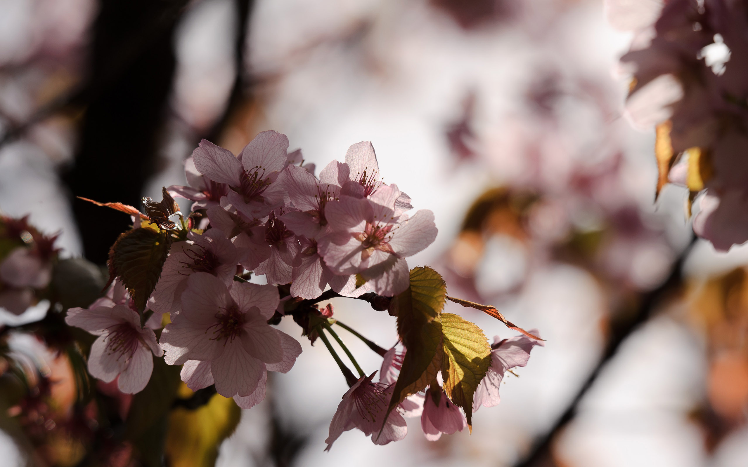 دانلود تصویر استوک شکوفه های بهاری با کیفیت بالا