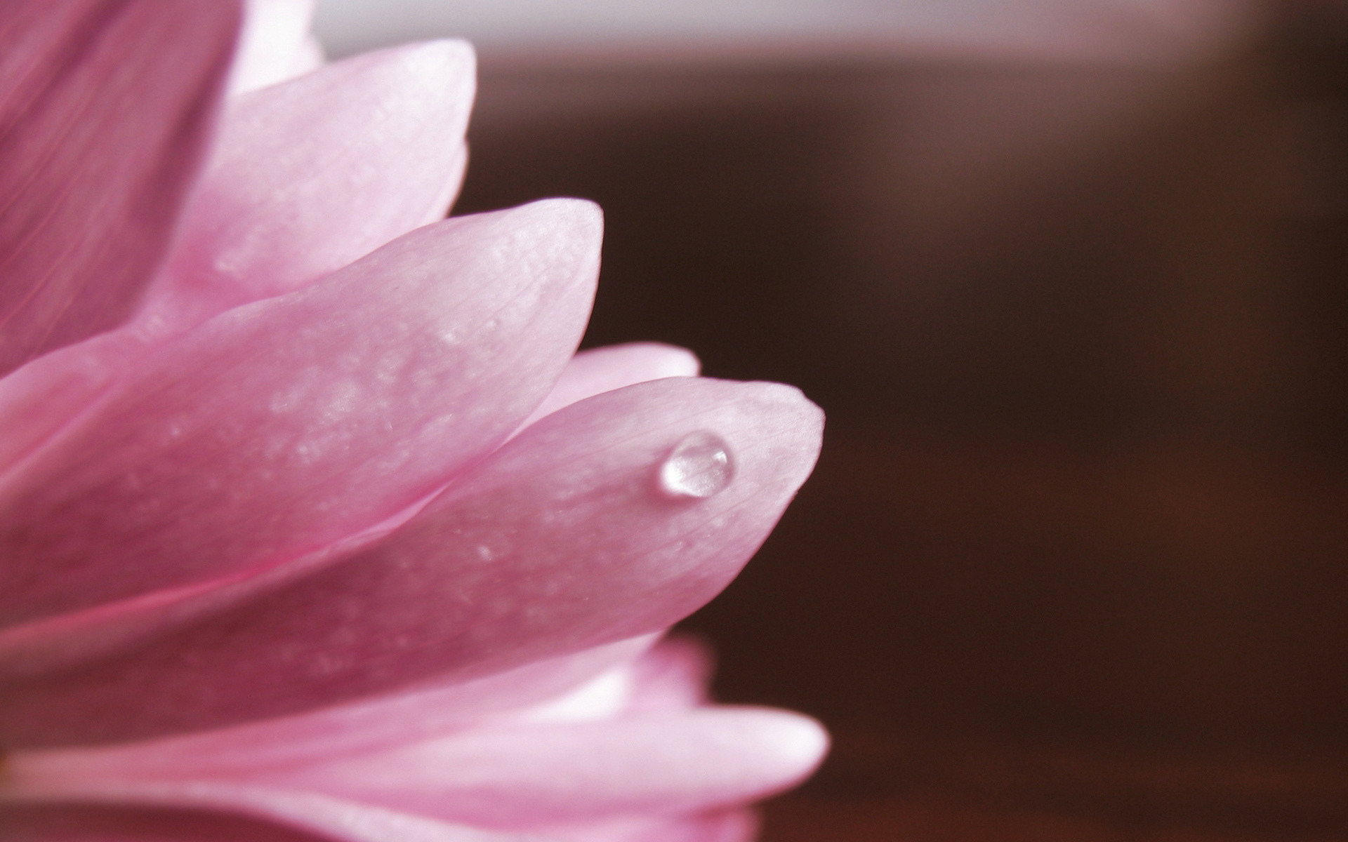 عکس استوک گل زیبا و دانلود تصویر استوک گل