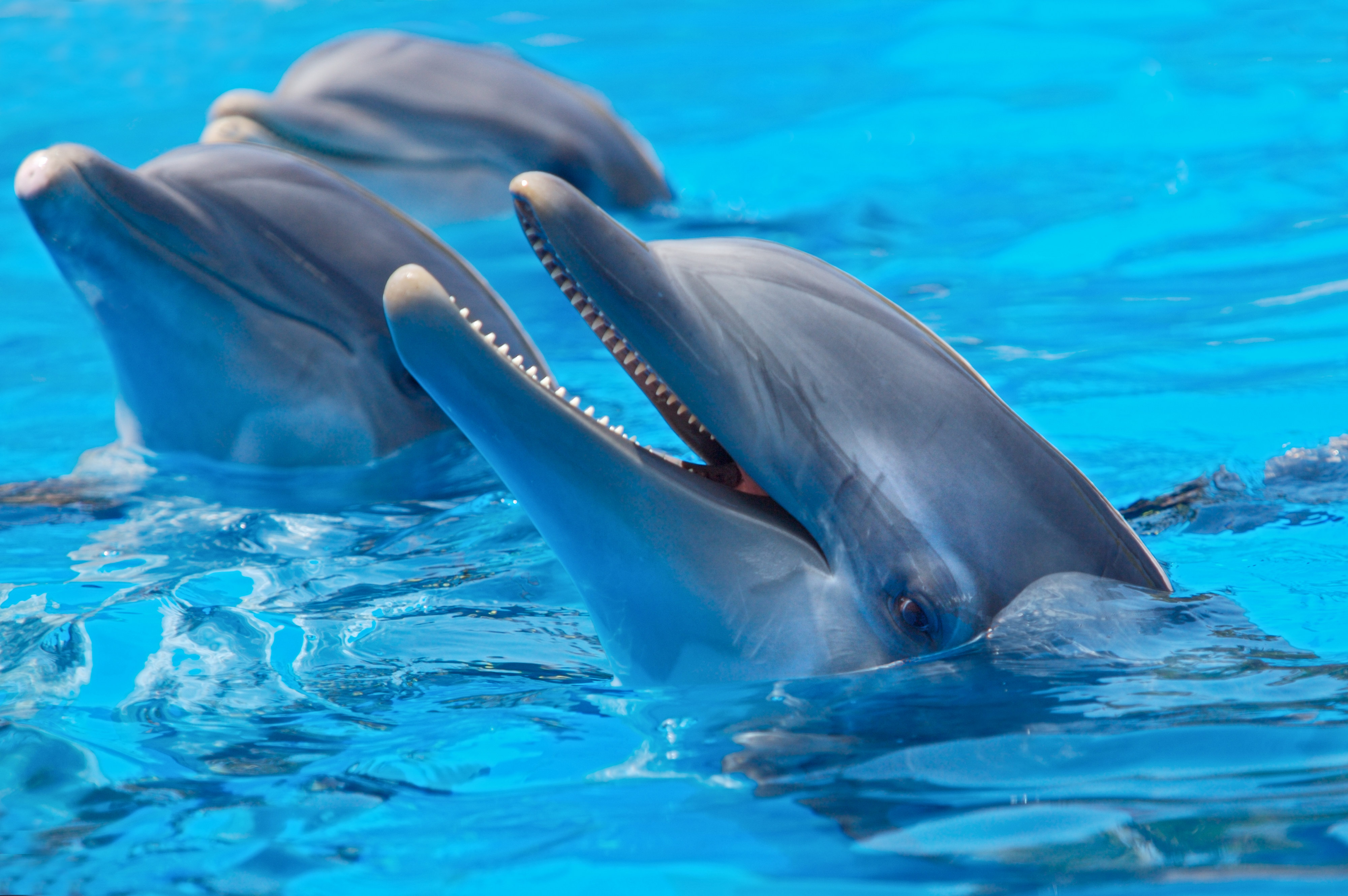 دانلود عکس و وکتور دلفین زیبا و وحشی در داخل آب