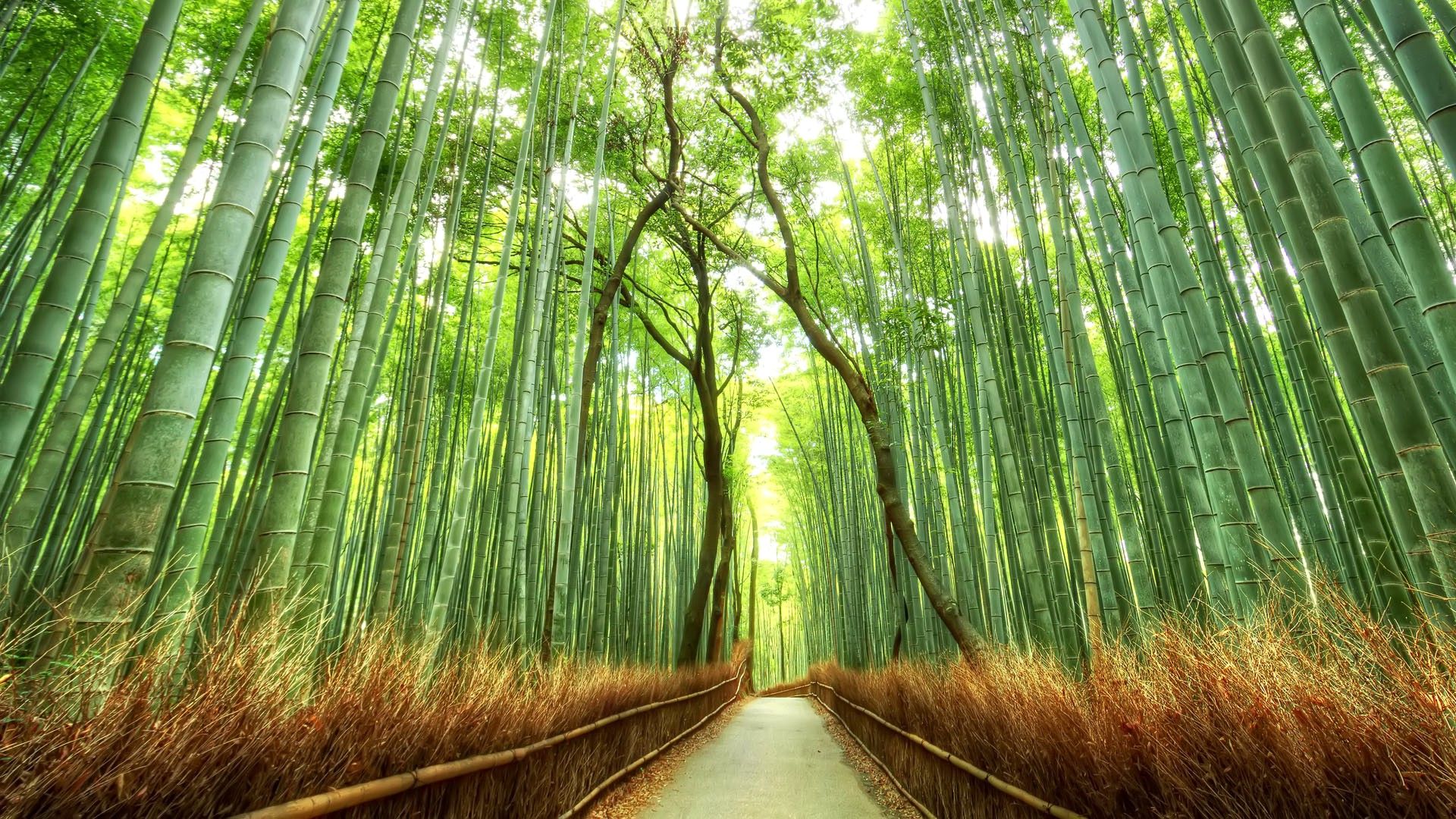 دانلود عکس از جنگل های بامبو طبیعت ژاپن