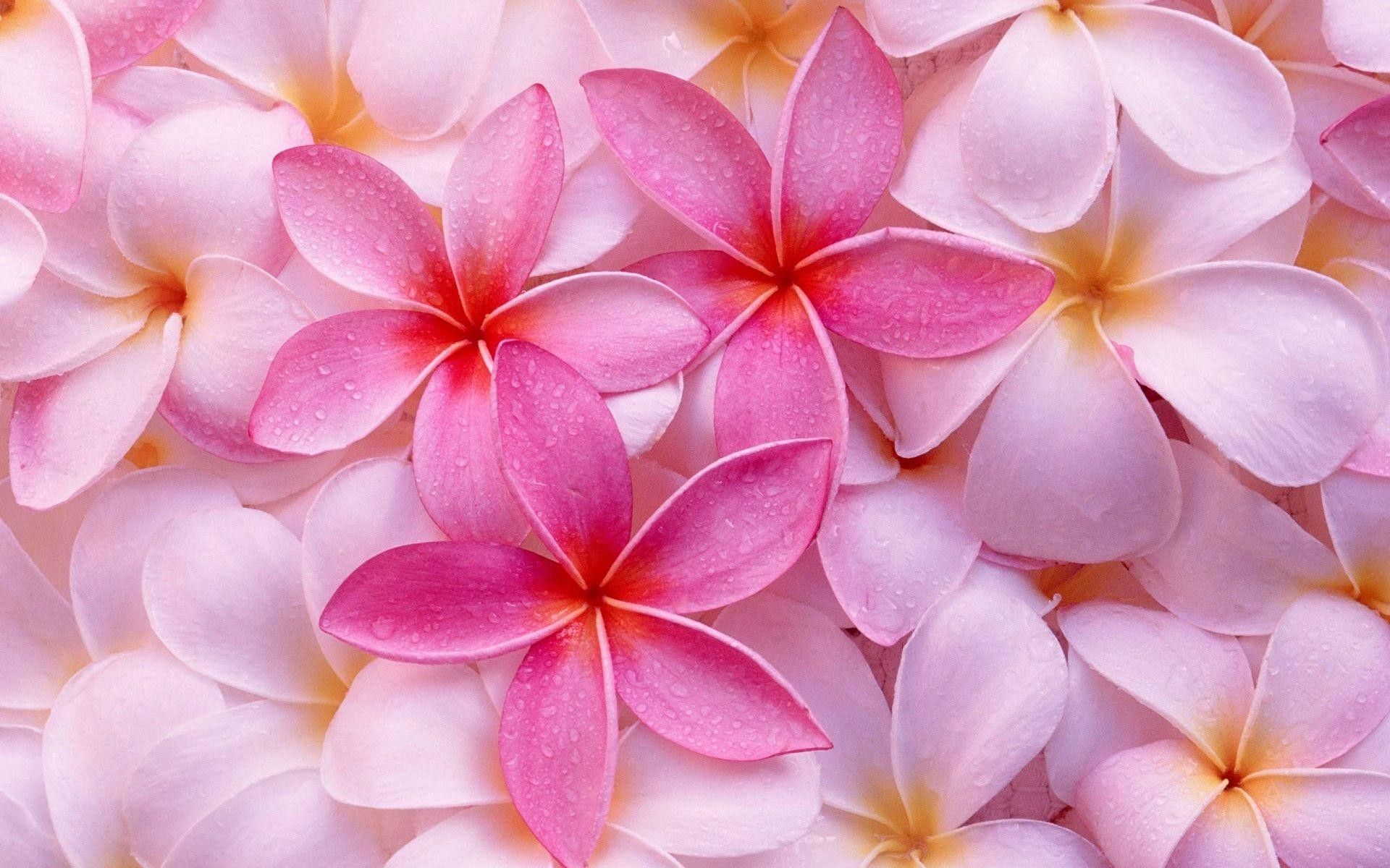 عکس پروفایل بهاری دلنشین از گل پلومریا صورتی زیبا