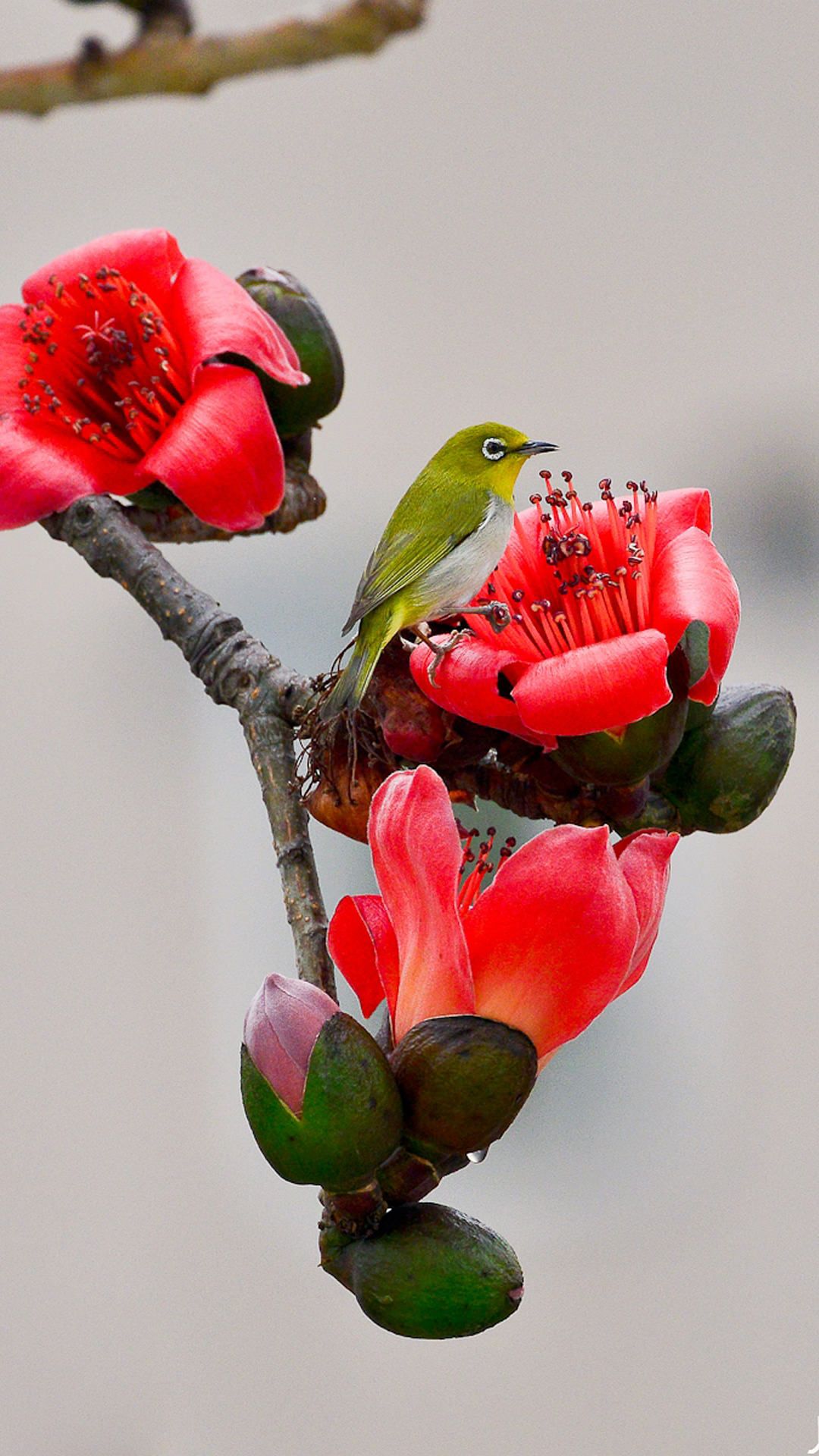 پوستر فوق العاده خوشگل پرنده کنار شکوفه قرمز بهاری