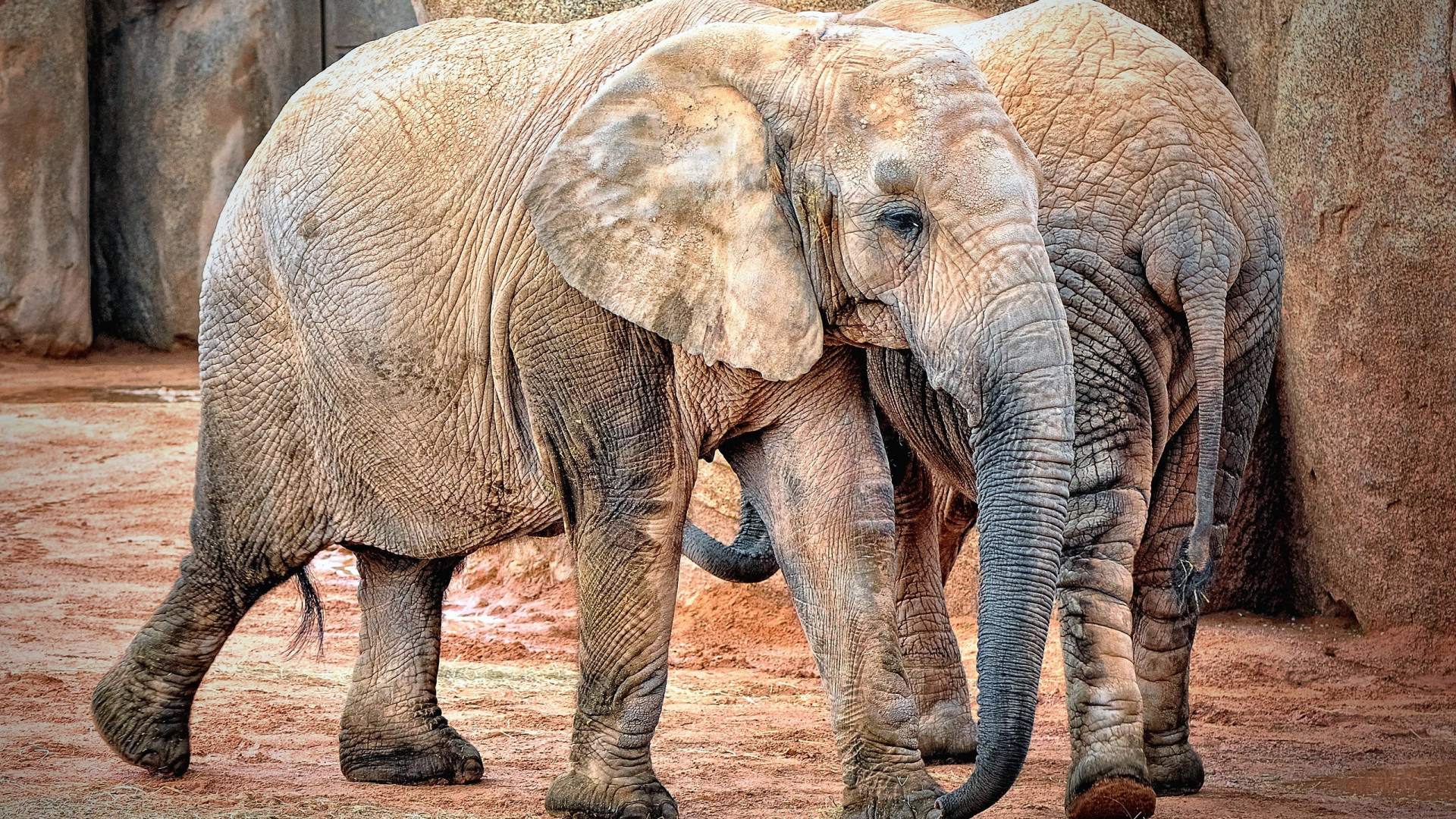 عکس استوک و وکتور فیل بزرگ با کیفیت بالا