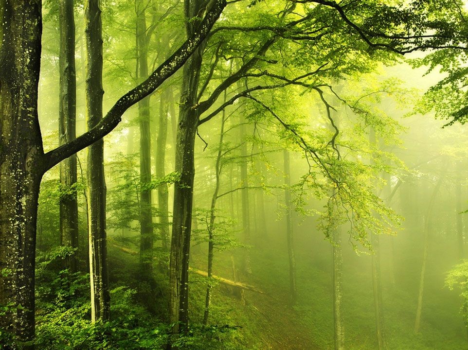 عکس جنگل جالب و زیبا با درختان سبز با کیفیت شگفت انگیز 