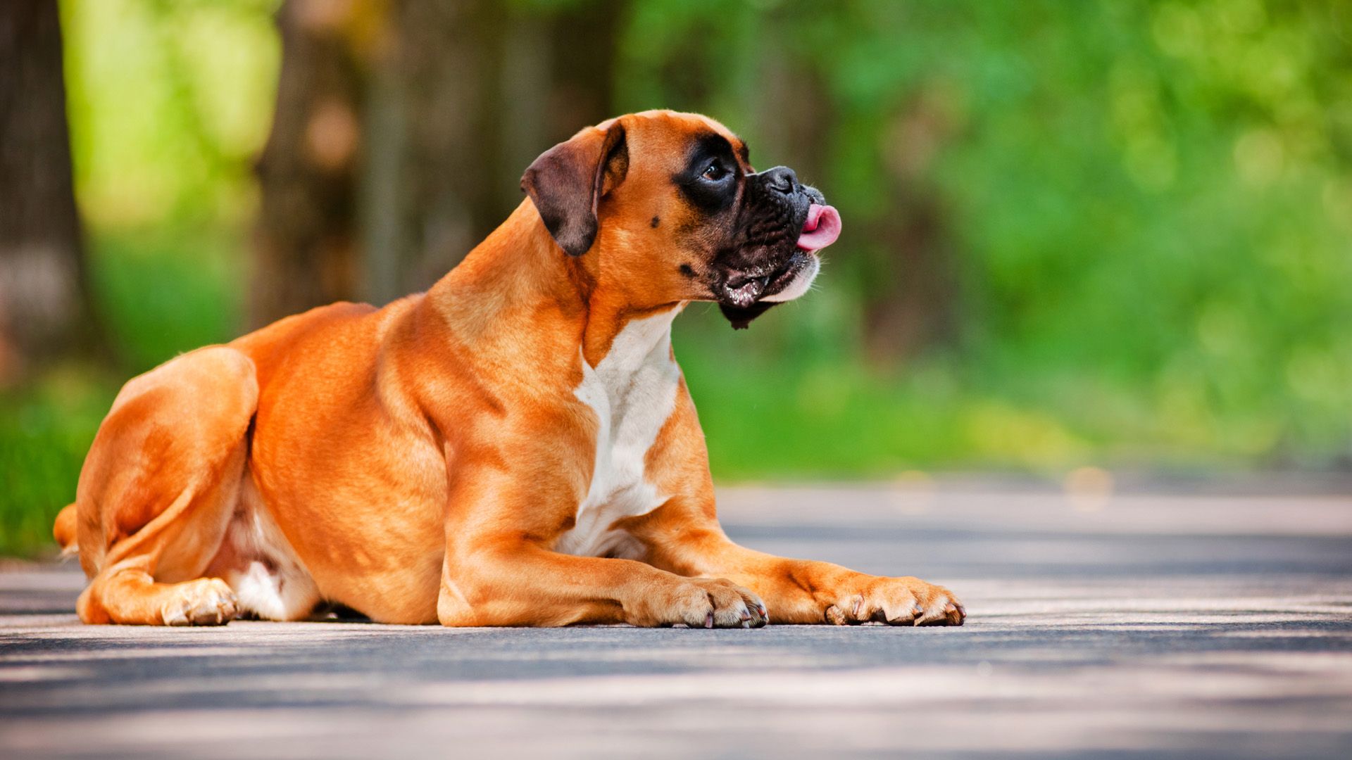 خوشگل ترین عکس پروفایل سگ بزرگ برای اینستاگرام