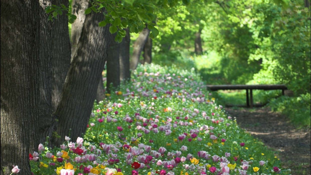 تصویر زمینه باغ گل رنگارنگ پارک در فصل طراوت بخش بهار