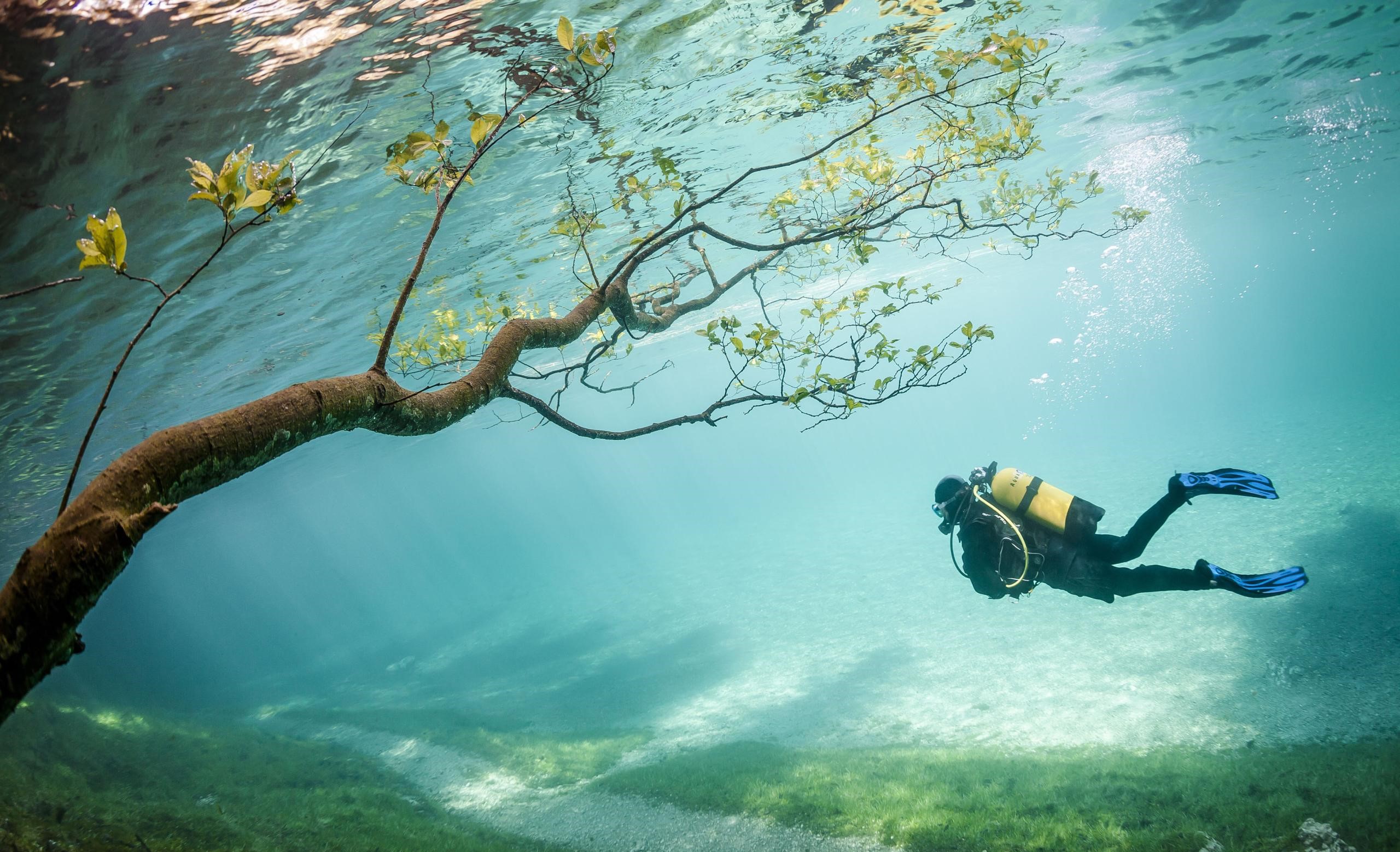 نقاشی شاهکار غواص و درخت سبز در دریای آبی رویایی